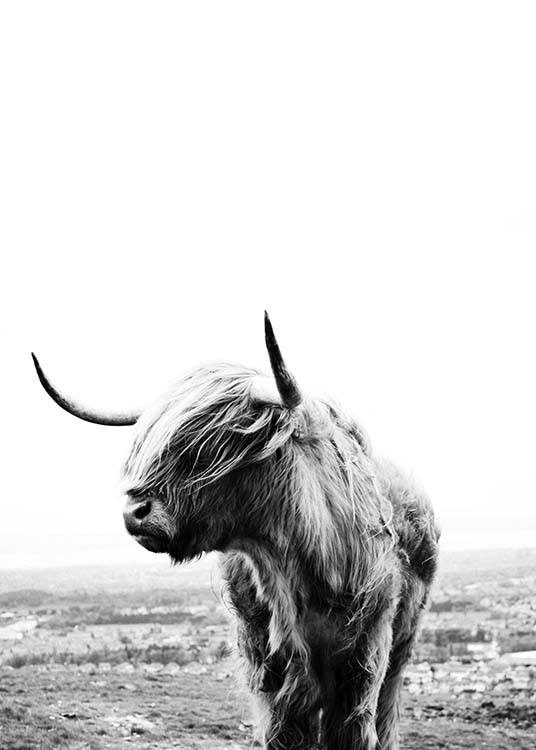  – Svarthvitt-fotografi av en høylandsku med hodet på skakke