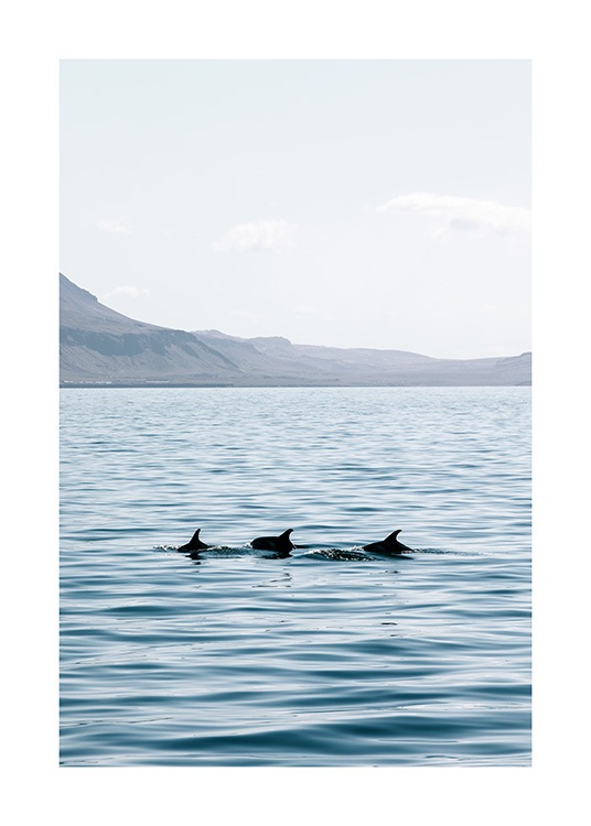  - Fotografi av tre delfiner som svømmer i åpent hav, med fjell i bakgrunnen